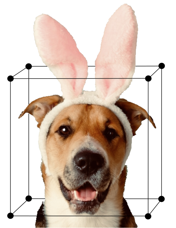 Dog wearing bunny ears with a graphical 3D box drawn around it