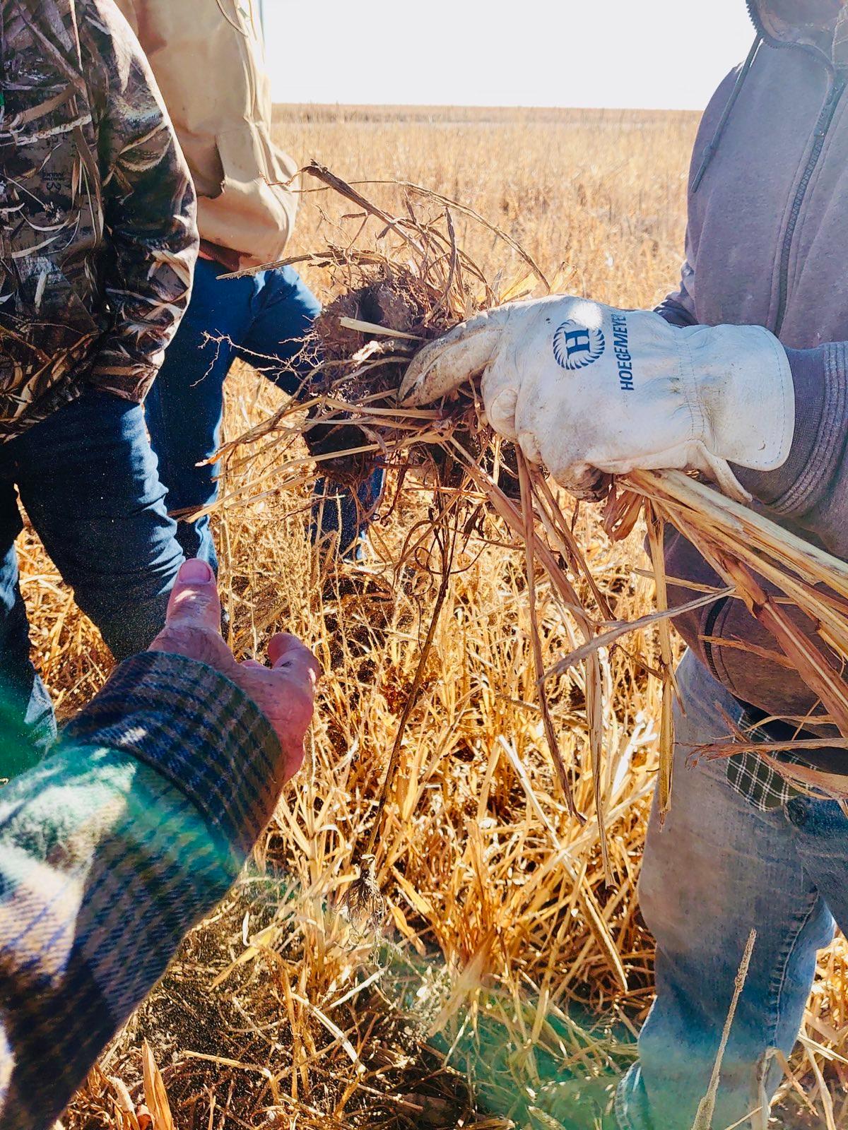 Farmers inspecting the soil and roots of a crop